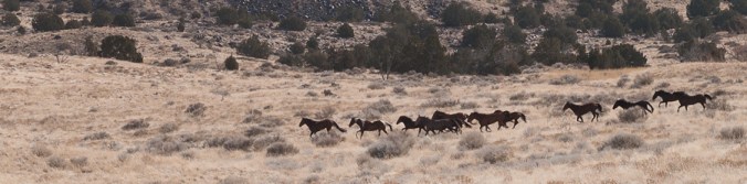 Wild horses