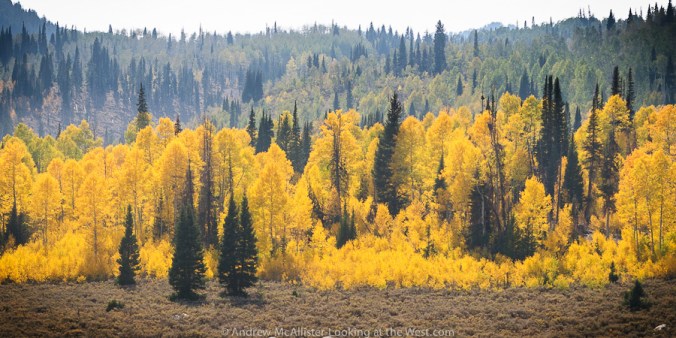 Grove of yellow aspen in northern utah