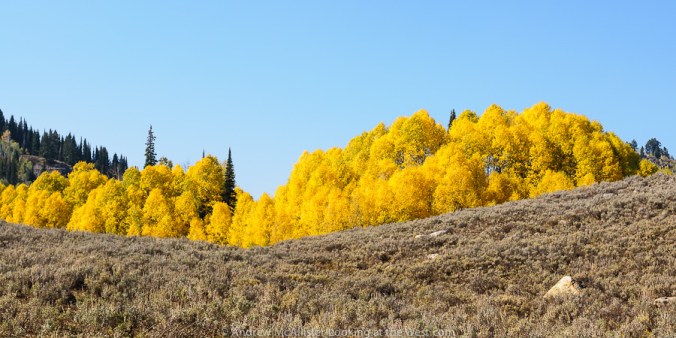 Grove of Aspen in Northern Utah