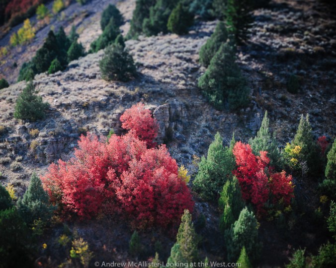 Fall color, Logan Canyon in Northern Utah